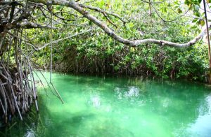 Manglar de Muyil en Sian Ka´an