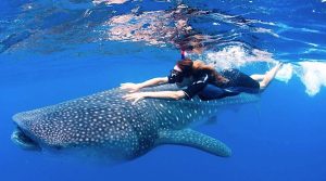Tour con Tiburon Ballena en Isla Holbox. Imagen cortesía de zonaturistica.com